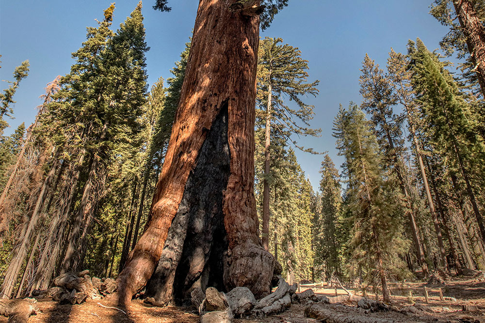 The giant sequoia trees is one of the highlights of the Grand Tour.